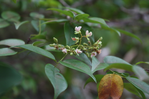 Dalbergia glaberrima ssp. ankaranensis