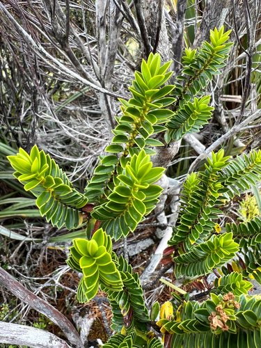 Veronica odora