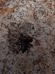 Aphirape misionensis