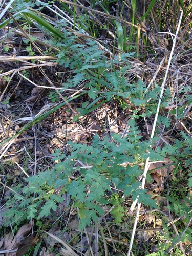 iNaturalist observation photo of distant phacelia