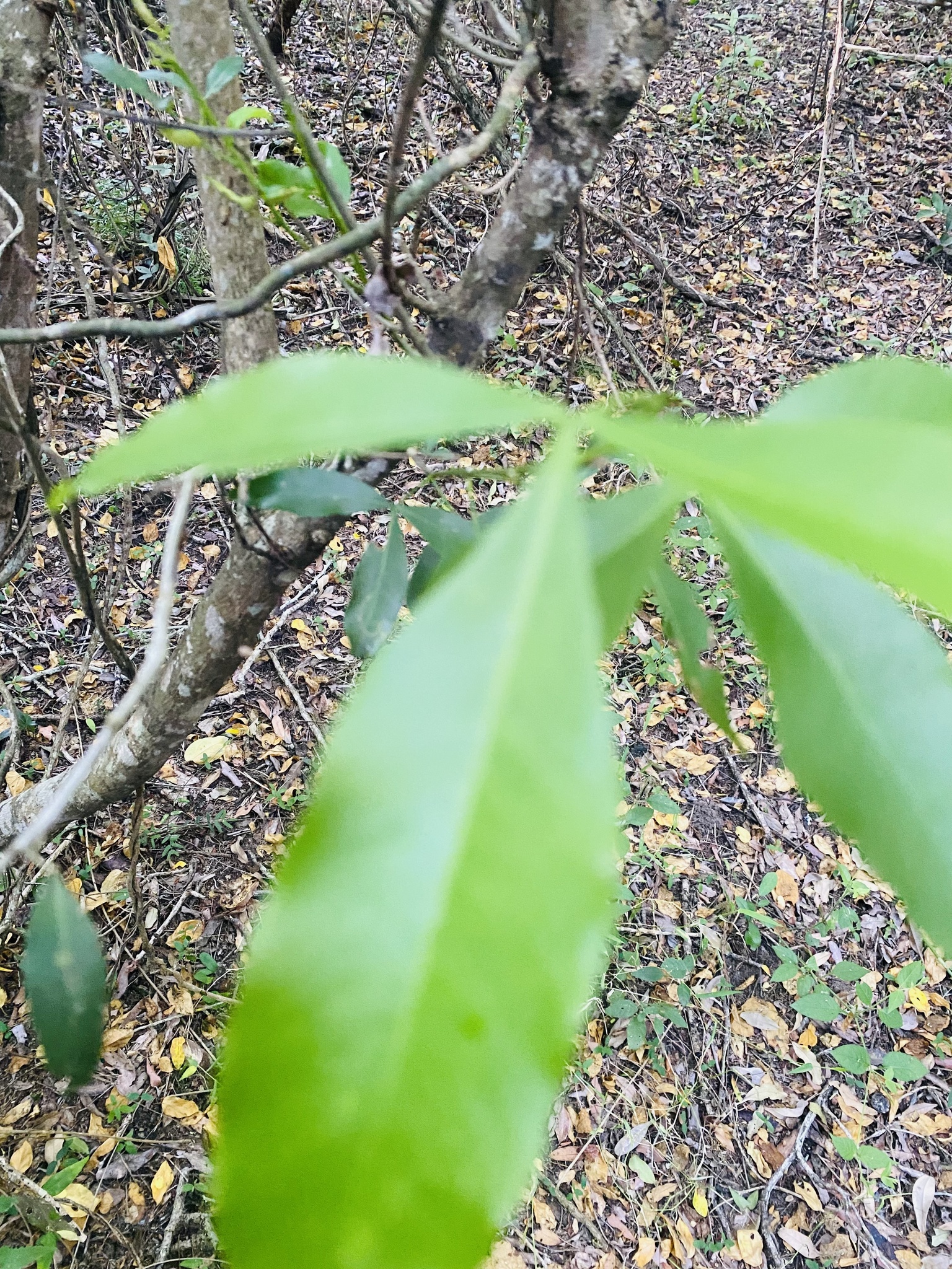 Imagem de Vepris lanceolata