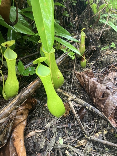 Nepenthes ramos Jebb & Cheek 3