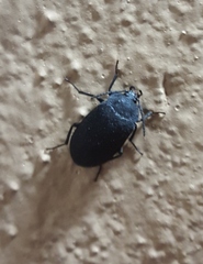 Penthe pimelia