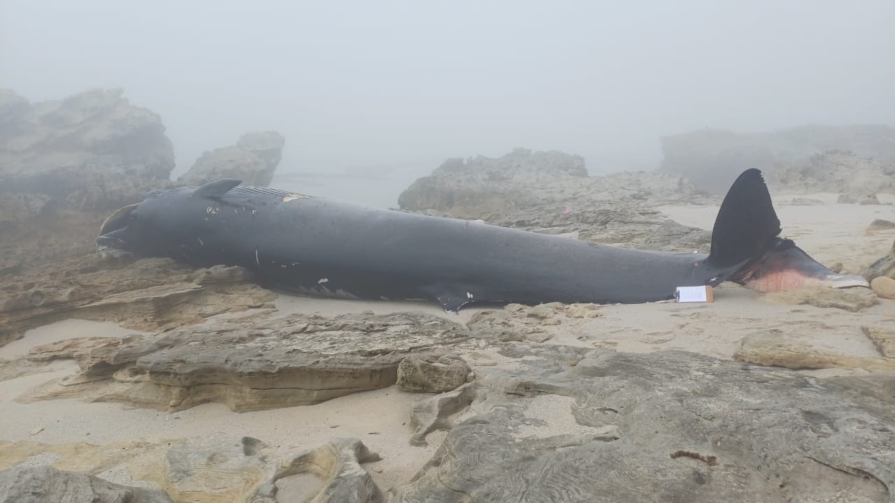 Balaenoptera edeni