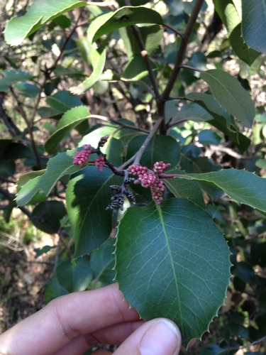 iNaturalist observation photo of sugar bush
