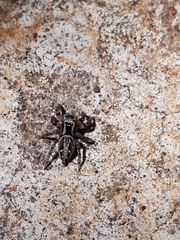 Aphirape misionensis