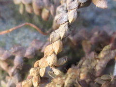Selaginella rossii