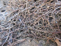 Selaginella rossii