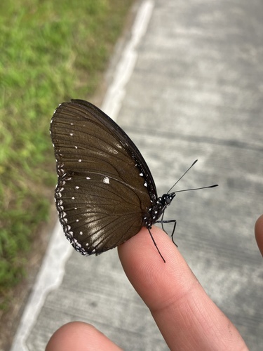 Malayan Eggfly