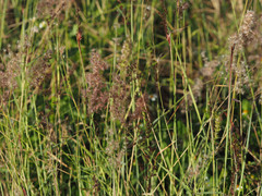 Melinis repens image