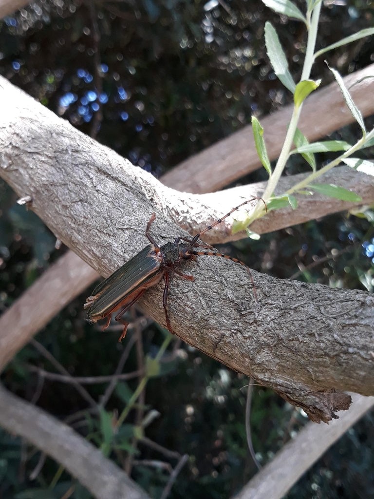 Chlorida costata