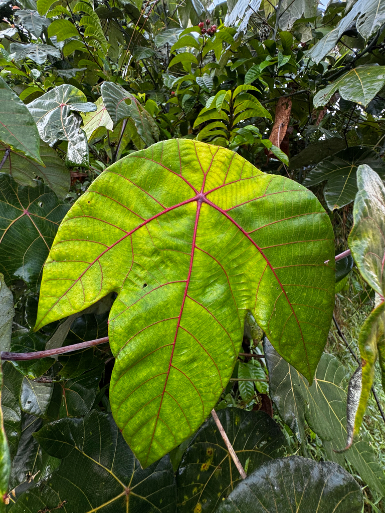 Macaranga griffithiana