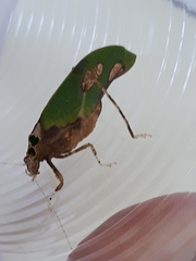 Pycnopalpa bicordata