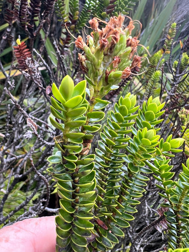 Boxleaf Hebe (Veronica odora)