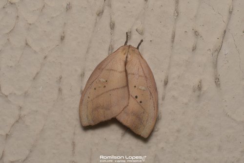 Hyperchiria orodina