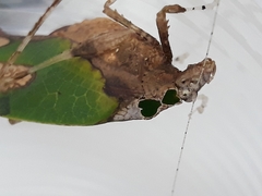 Pycnopalpa bicordata