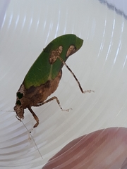 Pycnopalpa bicordata