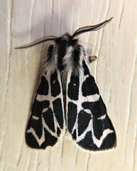 Apantesis nevadensis