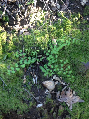 iNaturalist observation photo of California Maidenhair Fern