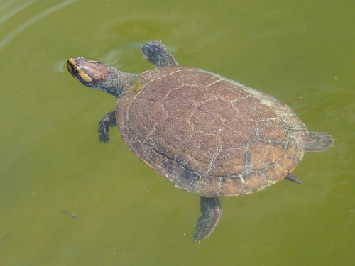 Red-bellied Short-necked Turtle, Emydura subglobosa