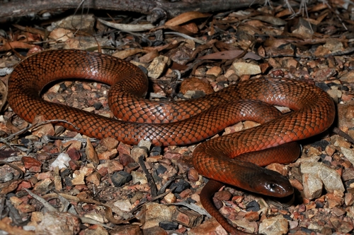 Spotted Black Snake, Pseudechis guttatus