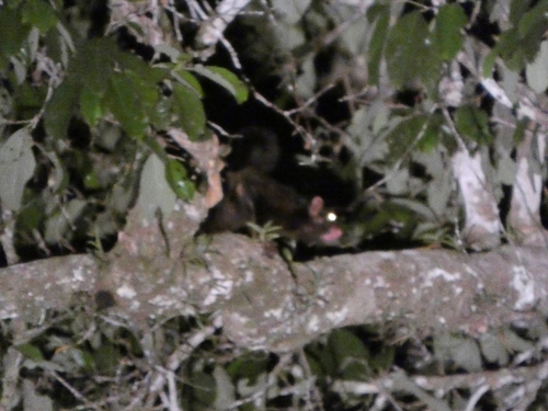 Black Flying Squirrel