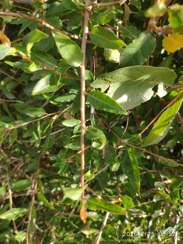 tamboti (Spirostachys africana)