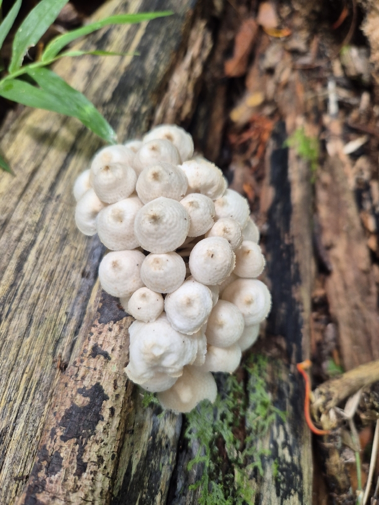 Favolaschia manipularis · February 2026 · photo: © olliesaurus (iNaturalist, CC)