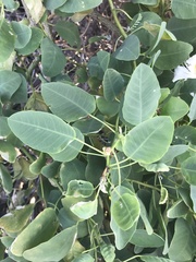 Capparis sandwichiana