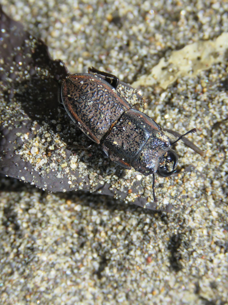 Pycnosiphorus