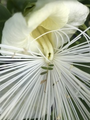 Capparis sandwichiana
