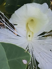 Capparis sandwichiana