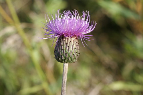 Queen Anne's thistle (Cirsium canum)