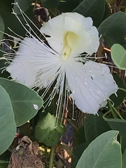 Capparis sandwichiana