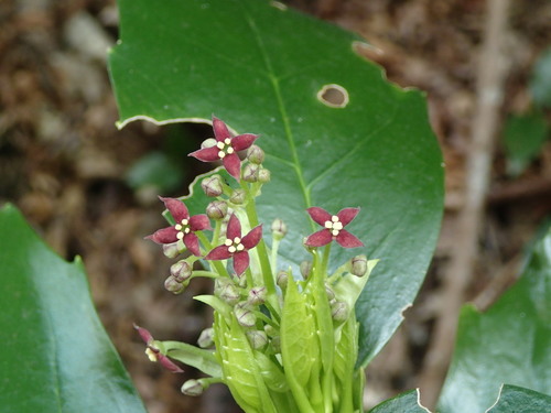 Aucuba japonica