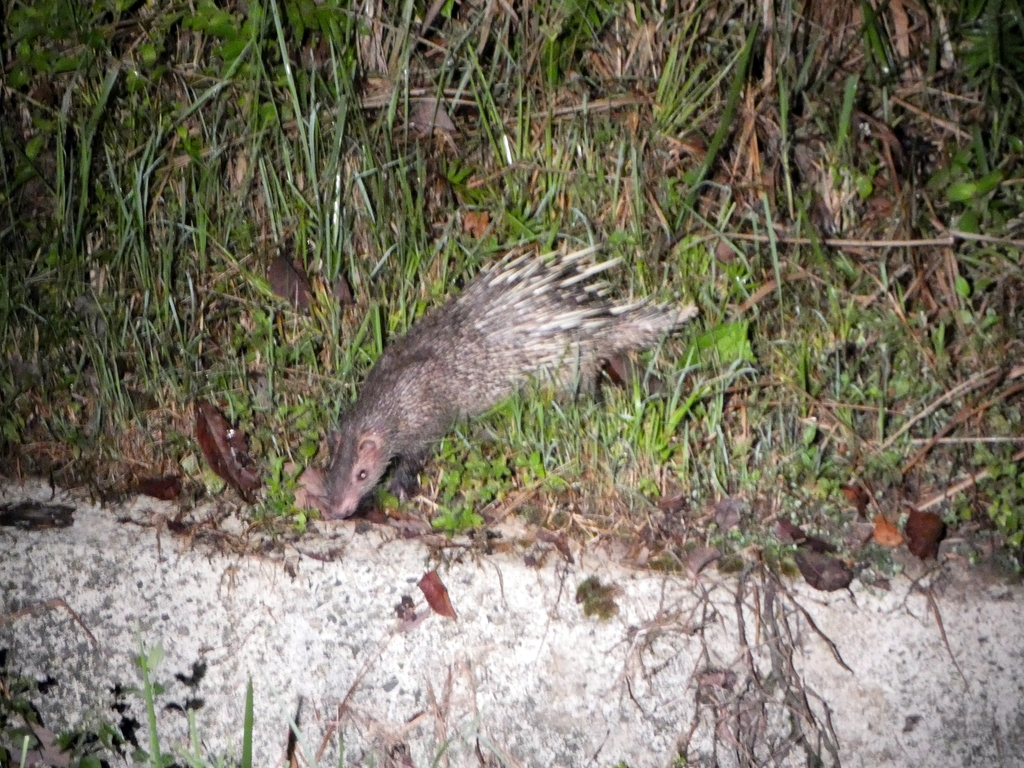 Thick-spined Porcupine