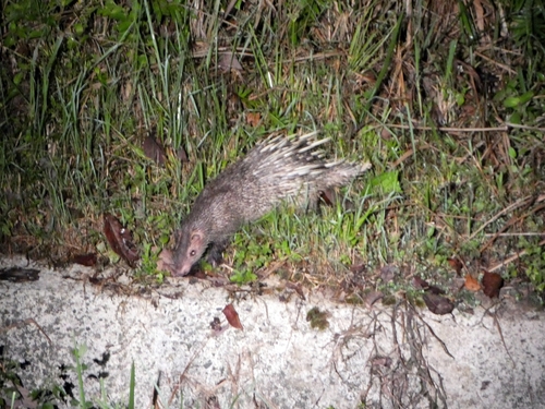 Thick-spined Porcupine