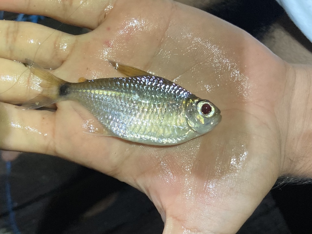 Georgia tetra (Moenkhausia georgiae) — Characidae