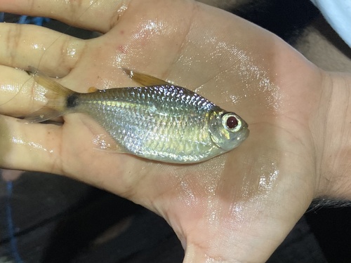 Georgia tetra (Moenkhausia georgiae) — Characidae