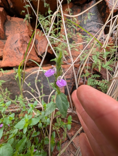 dwarf justicia (Rostellularia adscendens)
