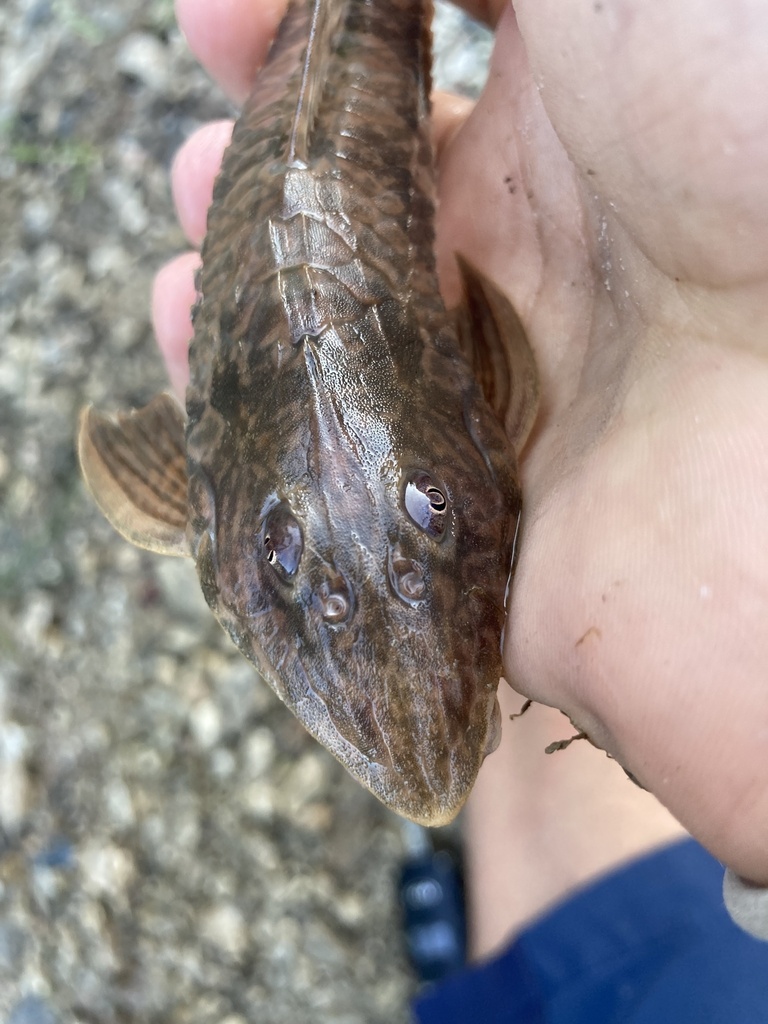 Whiptail catfish (Loricaria cataphracta) — Loricariidae