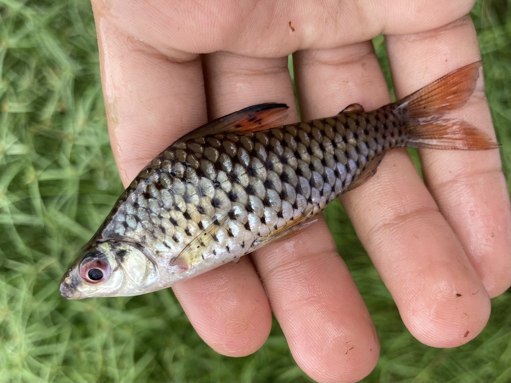 Spotted headstander (Chilodus zunevei) — Chilodontidae
