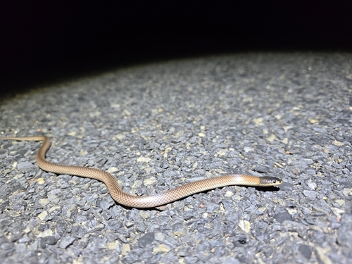 Black-naped Hooded Snake