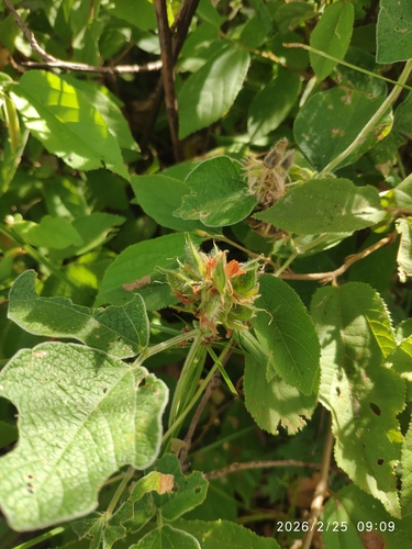 Heartleaf Eriosema (Eriosema cordatum)