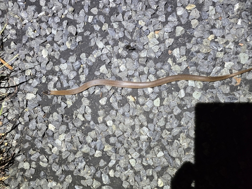 Black-naped Hooded Snake