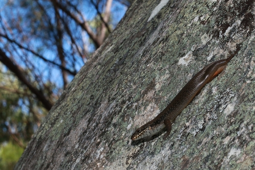 Eastern Crevice Skink, Egernia mcpheei