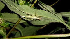 Oecanthus longicauda