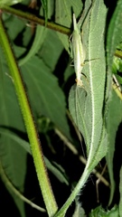 Oecanthus longicauda