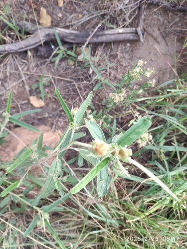 Common Melhania (Melhania prostrata)