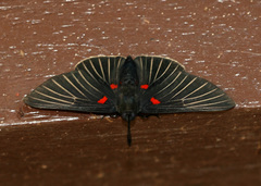 Melanis cephise
